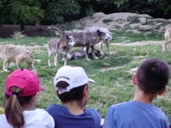  Mit &quot;Luchsaugen&quot; beobachteten die Schüler das Wolfsrudel 